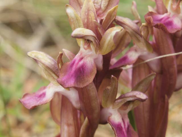 anacamptis collina apocromatica